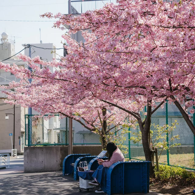 🌸東京限定！大橫川親水公園的爛漫櫻雪
