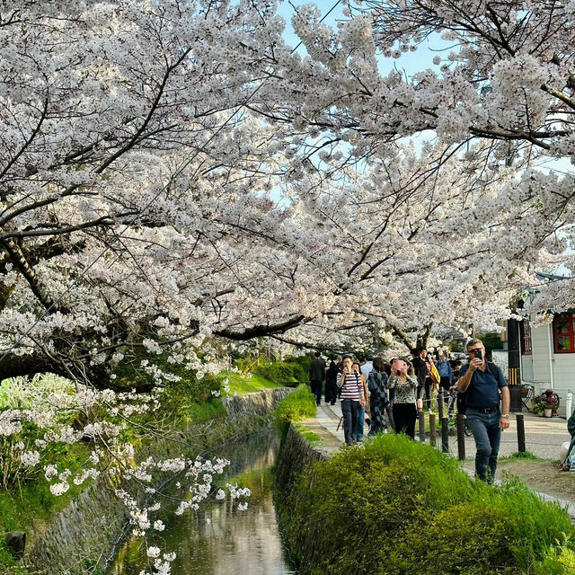 🌸漫步京都哲學之道，邂逅春日爛漫櫻花