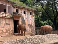 親子遊｜從深圳跑去廣州動物園，大怨種？