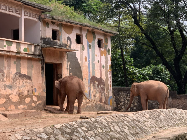 親子遊｜從深圳跑去廣州動物園，大怨種？