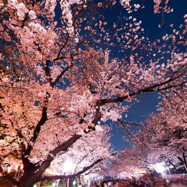 🌸春日必看！上野公園櫻花滿開攻略