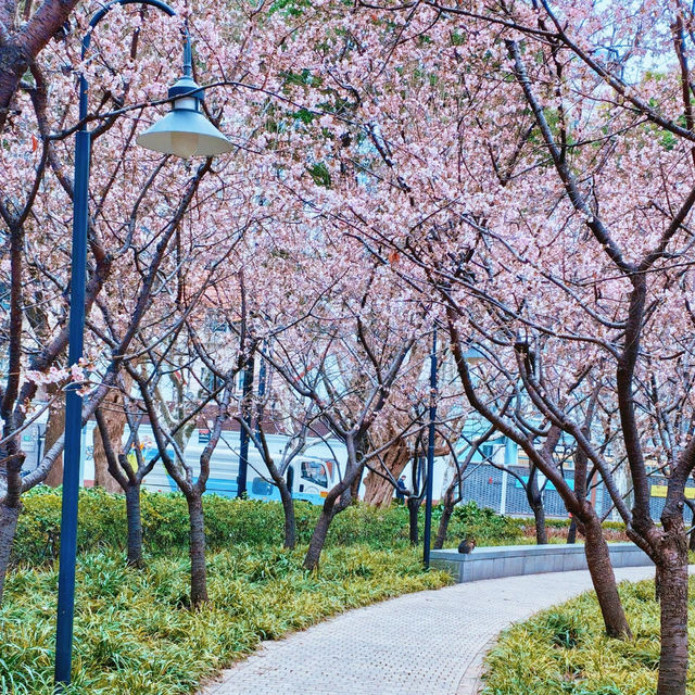 🌸靜安雕塑公園櫻花盛放,邂逅春日限定浪漫 🌸靜安雕塑公園櫻花盛放,邂逅春日限定浪漫