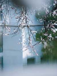 合肥的杏花要開在杏花公園，才算對味！