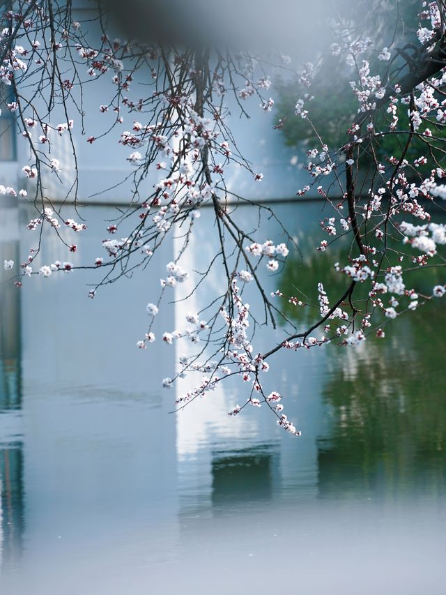 合肥的杏花要開在杏花公園，才算對味！