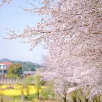 《國家地理》沒騙我！看到了國內最美櫻花🌸