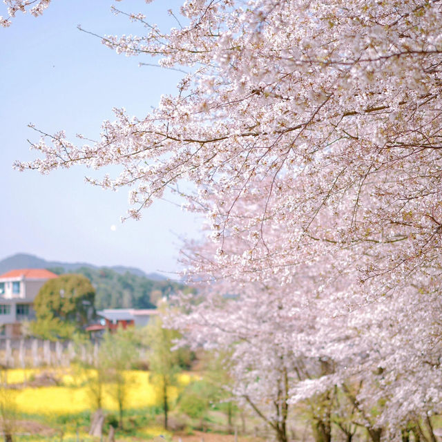 《國家地理》沒騙我！看到了國內最美櫻花🌸