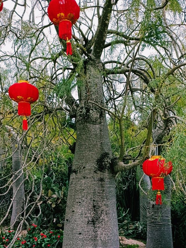 Fuzhou Botanical Garden Flower Viewing: Stunning Bloom