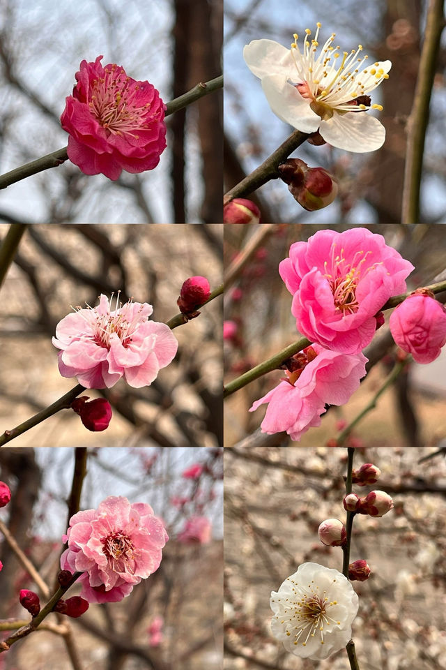 明城牆遺址的梅花～