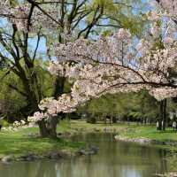 🌸札幌中島公園 | 春日必打卡嘅仙境🌸