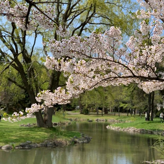 🌸札幌中島公園 | 春日必打卡嘅仙境🌸