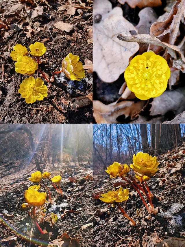 Quick Collection | Follow me to find the first spring flower of the north, the Ice Flower