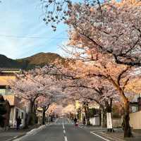 🌸 不做櫻花難民！日本小眾賞櫻攻略來襲
