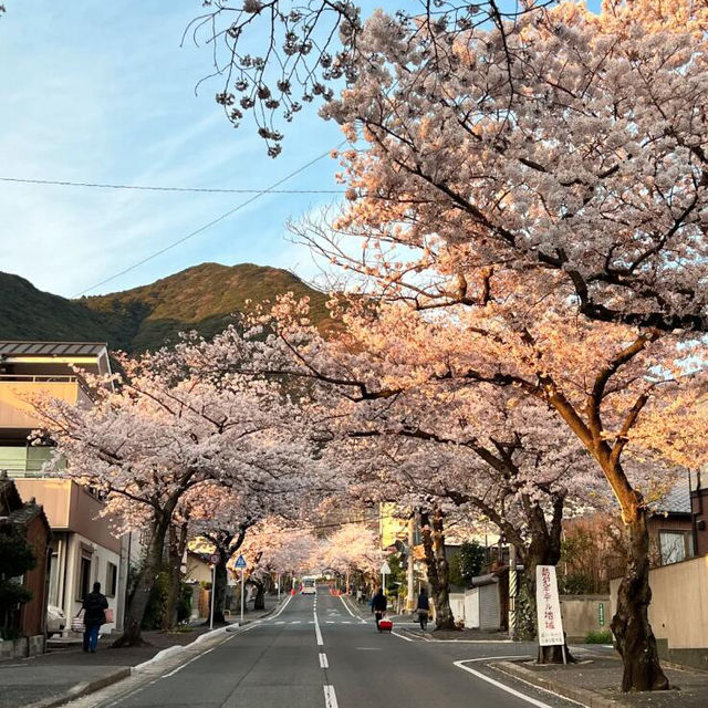🌸 不做櫻花難民！日本小眾賞櫻攻略來襲