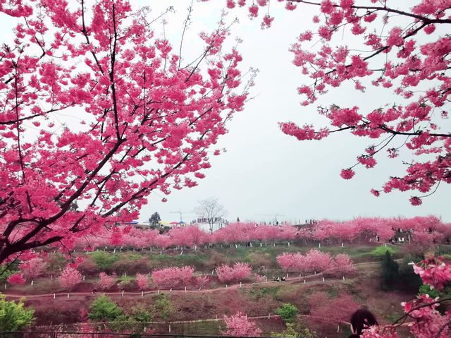 春日追花記