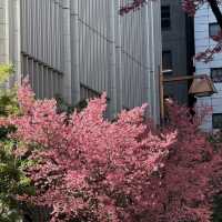 🌸東京三越前櫻花来了，都市中的浪漫櫻花之旅✨