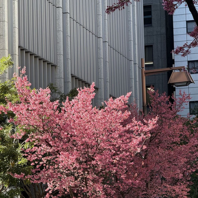 🌸東京三越前櫻花来了，都市中的浪漫櫻花之旅✨