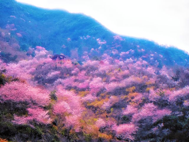 漫步東川野櫻谷，與爛漫櫻花共赴一場春日之約