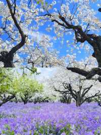 三台山宿遷梨蘭花好美