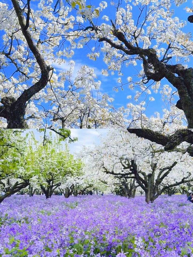 三台山宿遷梨蘭花好美
