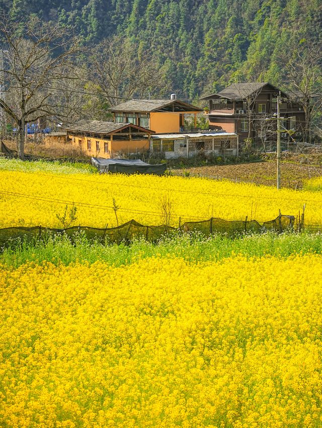 我喺怒江上春山，藏着雲南最原始嘅春天情書