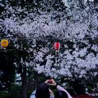 🌃仙台夜櫻，榴岡公園的浪漫時光