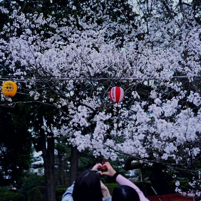 🌃仙台夜櫻，榴岡公園的浪漫時光