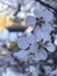 紫竹院賞山桃花～