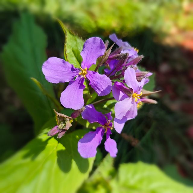 來桂林公園免費享受春天吧！！！