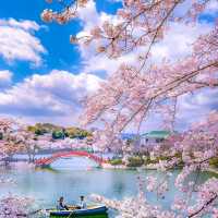 日本7天6晚！包場式賞櫻，真不用去京都硬擠