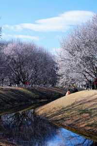 奧森桃花溝：灼灼桃花盛放，春光無限