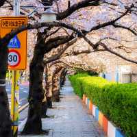 🌸 【釜山必去】南川洞櫻花路超全攻略！私藏拍照點+路線+美食*