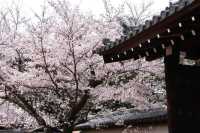 Don't miss out! Daigoji Temple is a cherry blossom paradise!