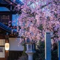 京都🌸3條此生必走的City Walk賞櫻路線