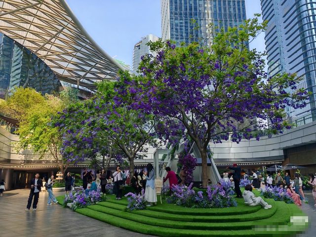 萬象前海紫色花海，美到令人窒息！
