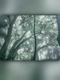 昌江小眾景點霸王嶺雨林秘境中的浪漫