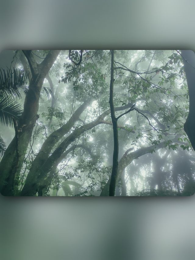 昌江小眾景點霸王嶺雨林秘境中的浪漫
