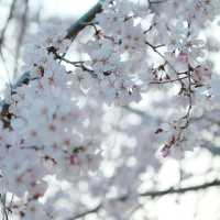 3.26🌸追櫻大成功！大阪城垂櫻已悄悄綻放