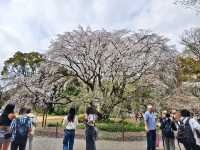 東京櫻花 六義園 滿開 櫻吹雪 3月28日