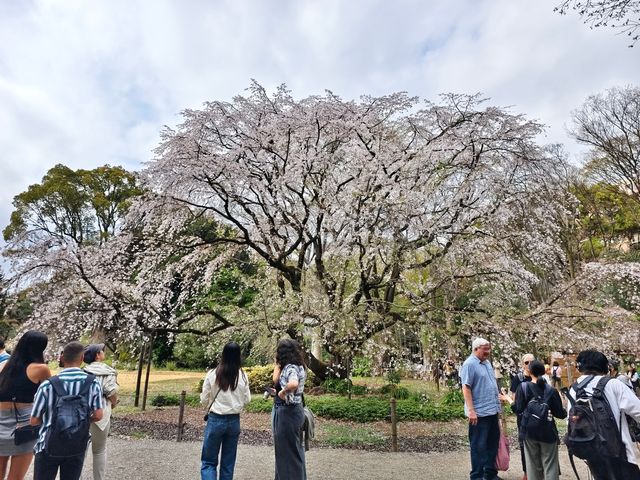 東京櫻花 六義園 滿開 櫻吹雪 3月28日
