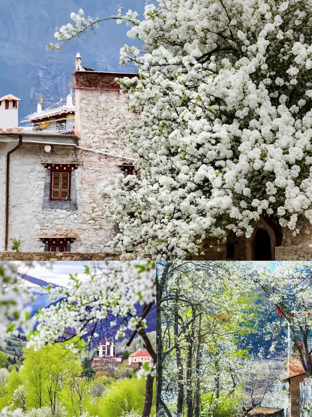 金川｜4-5月旅遊寶藏地，保姆級攻略！