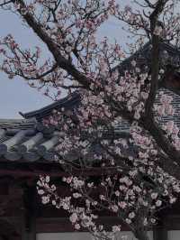 🌸首爾景福宮の櫻花浪漫🌸