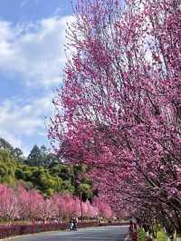 浪漫桃花之旅，廬山賞花季