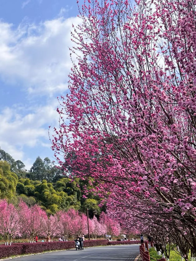 浪漫桃花之旅，廬山賞花季