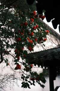 Discover the Beauty of Suzhou Gardens