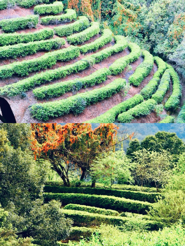 我在梅州上春山，請收藏這份小眾旅遊攻略