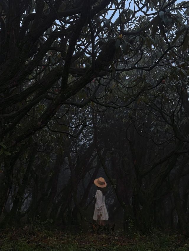 吐血整理！百里杜鵑最強遊玩攻略