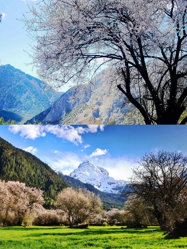 來西藏迎接你的"桃花"運吧！