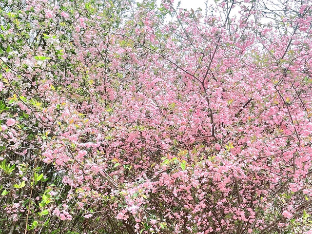 春日來西湖追一場粉色浪漫！桃花拍照攻略快碼住