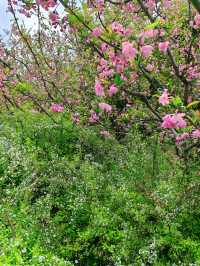杭州私藏桃花源古林公園春日浪漫暴擊！