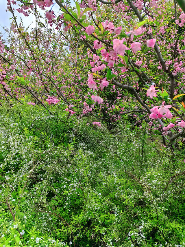 杭州私藏桃花源古林公園春日浪漫暴擊！